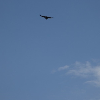 Aquila audax (Wedge-tailed Eagle) at Rugosa - 27 Jan 2018 by SenexRugosus
