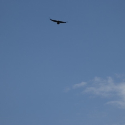 Aquila audax (Wedge-tailed Eagle) at Yass River, NSW - 28 Jan 2018 by SenexRugosus