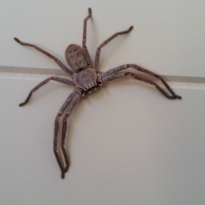 Isopeda sp. (genus) (Huntsman Spider) at Yass River, NSW - 11 Sep 2018 by SenexRugosus