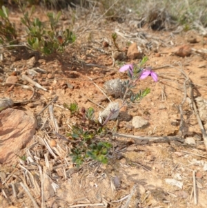 Tetratheca bauerifolia at Yass River, NSW - 15 Oct 2018 11:13 PM