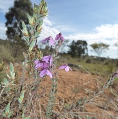 Tetratheca bauerifolia at Yass River, NSW - 15 Oct 2018 11:13 PM