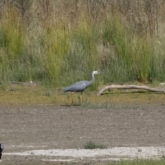 Egretta novaehollandiae (White-faced Heron) at Illilanga & Baroona - 2 Apr 2018 by Illilanga