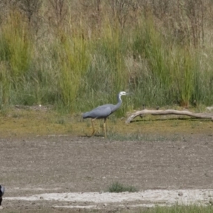 Egretta novaehollandiae at Michelago, NSW - 2 Apr 2018 02:16 PM