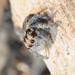 Maratus calcitrans at Dunlop, ACT - 30 Jul 2019