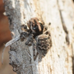 Maratus calcitrans at Dunlop, ACT - 30 Jul 2019