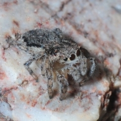 Maratus calcitrans at Dunlop, ACT - 30 Jul 2019