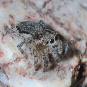 Maratus calcitrans at Dunlop, ACT - 30 Jul 2019