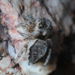 Maratus calcitrans at Dunlop, ACT - 30 Jul 2019