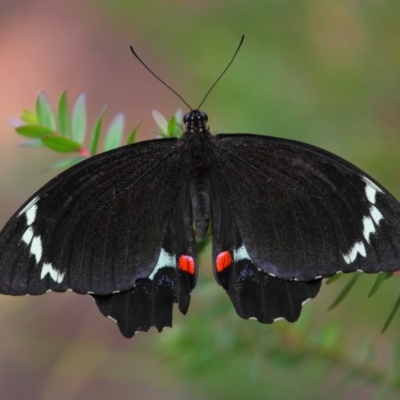 Papilio aegeus (Orchard Swallowtail, Large Citrus Butterfly) at ANBG - 26 Dec 2017 by TimL