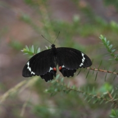 Papilio aegeus at Hackett, ACT - 26 Dec 2017