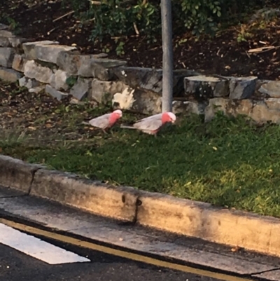Eolophus roseicapilla (Galah) at Tewantin, QLD - 31 Jul 2019 by FelicityM