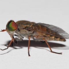 Dasybasis sp. (genus) (A march fly) at Evatt, ACT - 29 Dec 2017 by TimL