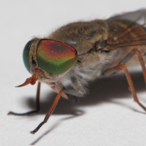 Dasybasis sp. (genus) at Evatt, ACT - 29 Dec 2017