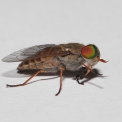 Dasybasis sp. (genus) at Evatt, ACT - 29 Dec 2017