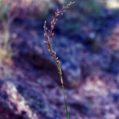 Lepidosperma laterale (Variable Sword Sedge) at Rob Roy Range - 27 Feb 2001 by michaelb