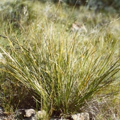 Lepidosperma laterale (Variable Sword Sedge) at Conder, ACT - 30 Nov 1999 by michaelb