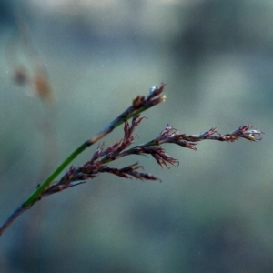 Lepidosperma laterale at Conder, ACT - 9 Jun 2000