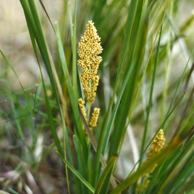 Lomandra longifolia (Spiny-headed Mat-rush, Honey Reed) at Tuggeranong Hill - 8 Nov 1999 by michaelb