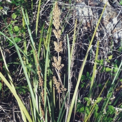 Lomandra longifolia (Spiny-headed Mat-rush, Honey Reed) at Conder, ACT - 13 Jan 2000 by MichaelBedingfield