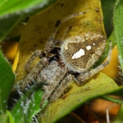 Hortophora sp. (genus) (Garden orb weaver) at Evatt, ACT - 24 Dec 2017 by TimL