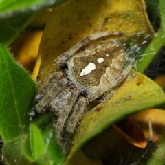 Hortophora sp. (genus) at Evatt, ACT - 25 Dec 2017