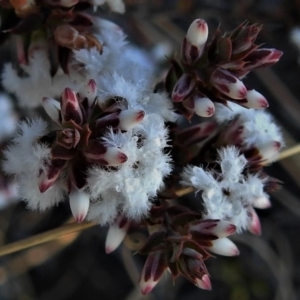 Styphelia attenuata at Bonython, ACT - 30 Jul 2019 10:23 AM