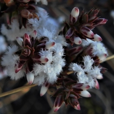 Styphelia attenuata (Small-leaved Beard Heath) at Bonython, ACT - 30 Jul 2019 by JohnBundock