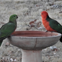 Alisterus scapularis (Australian King-Parrot) at Wanniassa, ACT - 28 Jul 2019 by JohnBundock