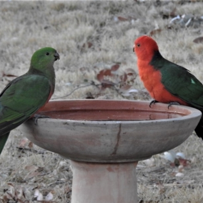 Alisterus scapularis (Australian King-Parrot) at Wanniassa, ACT - 27 Jul 2019 by JohnBundock