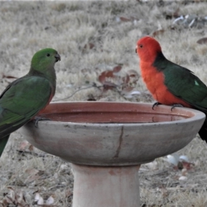 Alisterus scapularis at Wanniassa, ACT - 28 Jul 2019