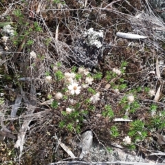 Helichrysum calvertianum (Everlasting Daisy) at Welby, NSW - 31 Jul 2019 by KarenG