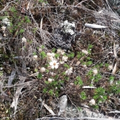 Helichrysum calvertianum (Everlasting Daisy) at Wingecarribee Local Government Area - 31 Jul 2019 by KarenG