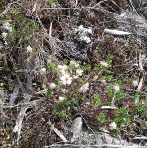 Helichrysum calvertianum at Welby - suppressed