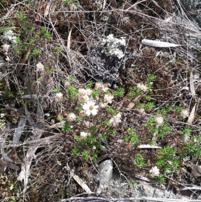 Helichrysum calvertianum (Everlasting Daisy) at Wingecarribee Local Government Area - 31 Jul 2019 by KarenG