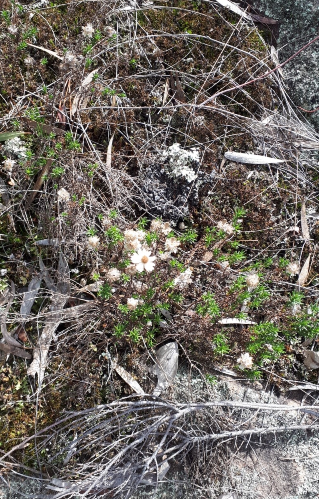 Helichrysum calvertianum at Welby - 31 Jul 2019