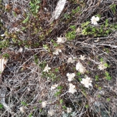 Helichrysum calvertianum at Welby - 31 Jul 2019