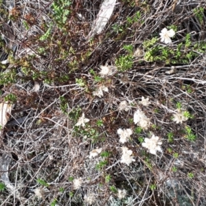 Helichrysum calvertianum at Welby - suppressed