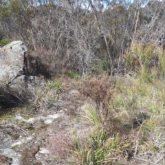 Helichrysum calvertianum at Welby - suppressed