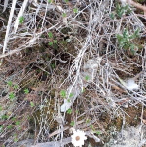 Helichrysum calvertianum at Welby - suppressed