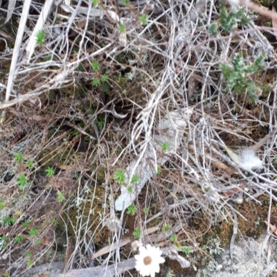 Helichrysum calvertianum (Everlasting Daisy) at Wingecarribee Local Government Area - 31 Jul 2019 by KarenG