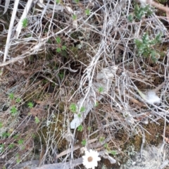 Helichrysum calvertianum (Everlasting Daisy) at Wingecarribee Local Government Area - 31 Jul 2019 by KarenG