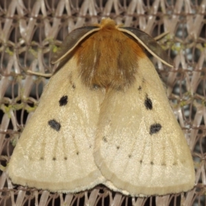 Anthela ocellata at Evatt, ACT - 29 Jul 2019