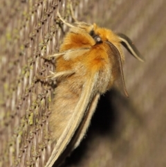 Anthela ocellata at Evatt, ACT - 29 Jul 2019