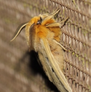 Anthela ocellata at Evatt, ACT - 29 Jul 2019 07:39 PM