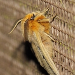 Anthela ocellata at Evatt, ACT - 29 Jul 2019