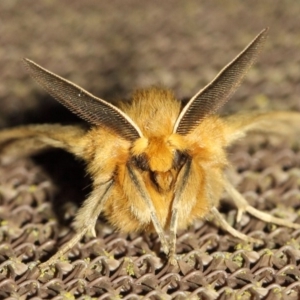 Anthela ocellata at Evatt, ACT - 29 Jul 2019 07:39 PM