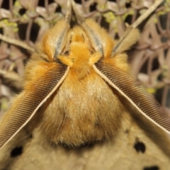 Anthela ocellata at Evatt, ACT - 29 Jul 2019