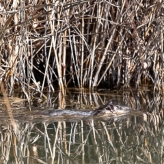 Hydromys chrysogaster (Rakali or Water Rat) at Jerrabomberra Wetlands - 31 Jul 2019 by Roger