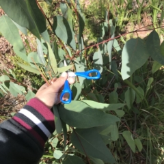 Unidentified Gum Tree at Noosaville, QLD - 29 Jul 2019 by Kelserr
