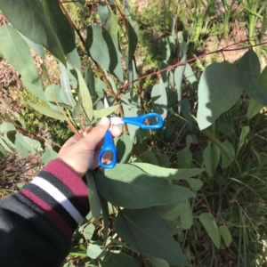 Eucalyptus sp. at Noosaville, QLD - 29 Jul 2019 12:13 PM